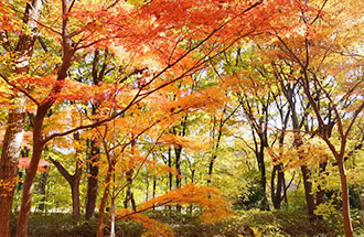 武蔵丘陵森林公園の写真